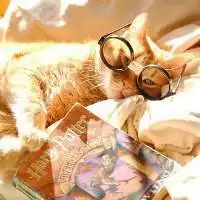 猫系头像个性网微信头像图片大全