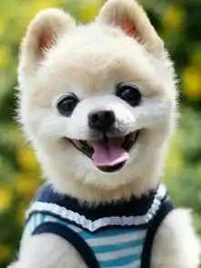 有萌宠的图片吗