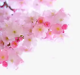 手机头像樱花图片