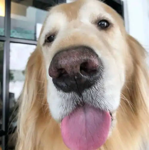 主人着急找大金毛一下午,结果打开衣帽间就看到这家伙...