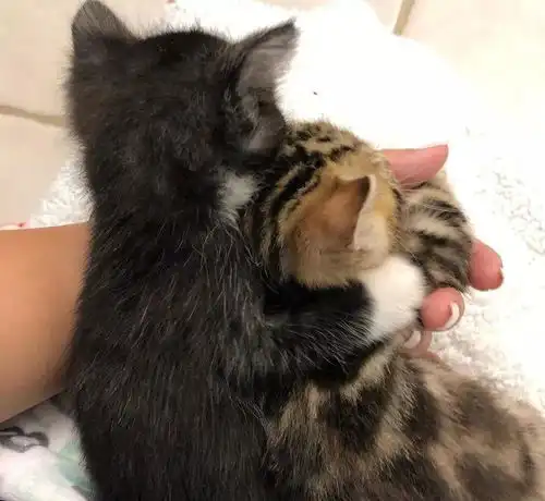 猫咪也一见钟情,两只小奶猫初见就抱在一起,这就是甜甜的爱情