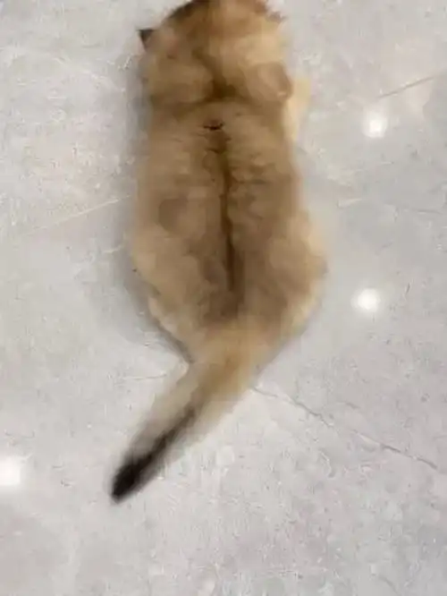 看着看着就萌晕了治愈猫咪铲屎官的乐趣金渐层萌化了治愈系