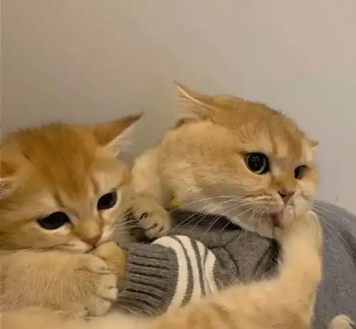 治愈系猫咪图片情侣头像