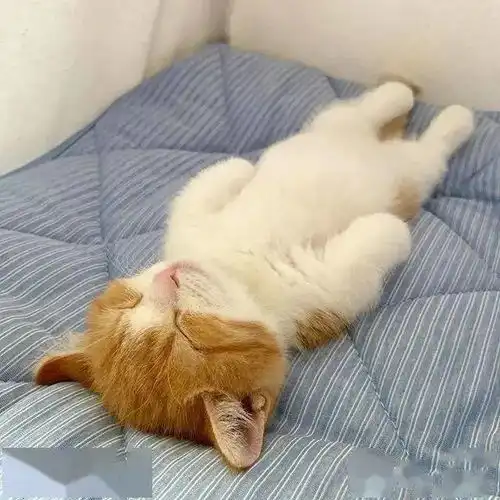 日本这只小奶猫火了,以其独特睡姿,吸百万网友围观