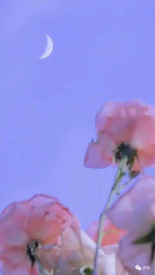 文案集浪漫至死不渝
