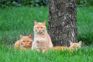 养猫知识猫咪猫癣晒多久太阳一天,猫癣晒了阳光会变黑吗
