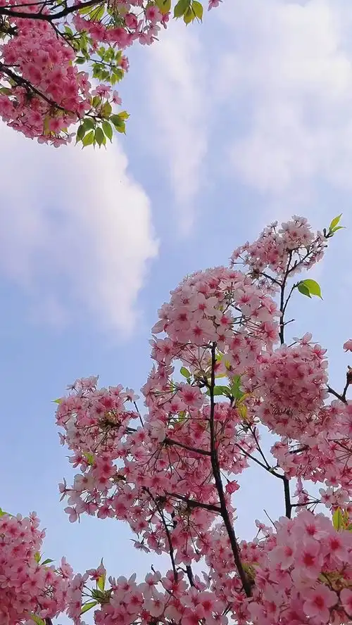 是谁那么有品位,刷到这万里挑一的唯美樱花樱花治愈系风景