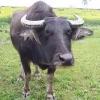 一富婆送穷男人一头牛,一年后富婆却在他家看到.....