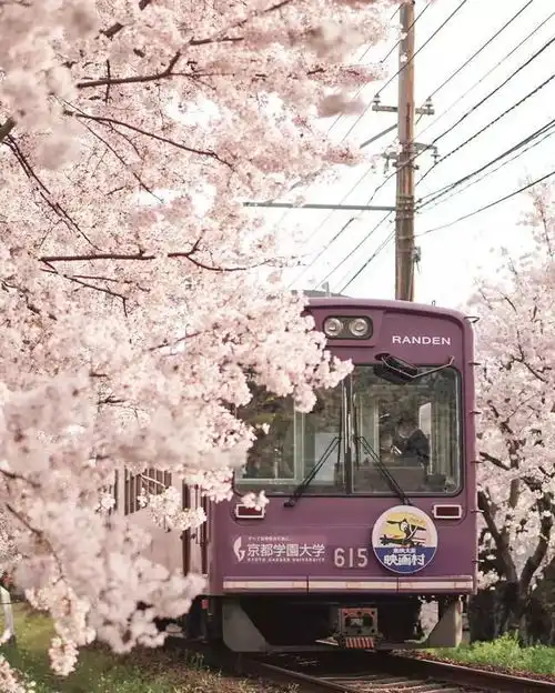 日本8大最佳赏樱地全攻略请收好