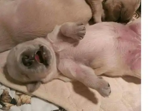 两只还没睁眼的小奶狗被装在饭盒里抛弃,女孩带回家秒变狗妈