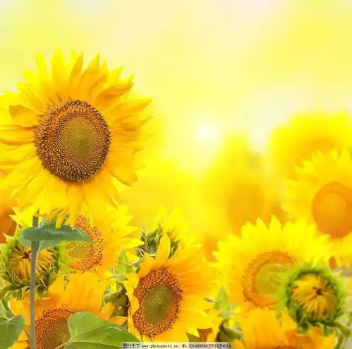 阳光下向日葵微信头像