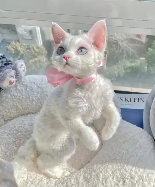 腾讯内容开放平台