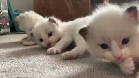 看了视频就知道小奶猫睡觉到底有多沉,吃他豆腐几分钟都叫不醒