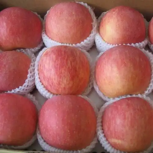 甘肃富士苹果,自家果园种植