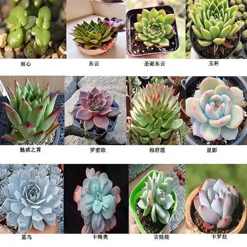 一片落叶图片卡通头像多