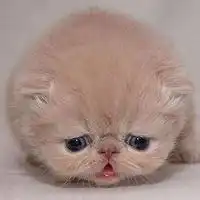 阳光女孩小狗头像微信头像图片大全