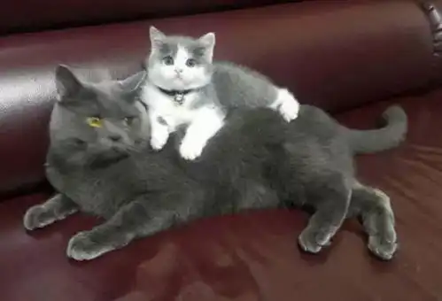 猫咪生产后,为什么喜欢把幼猫叼到主人面前看完这些才知道原因