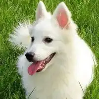 少年和银狐犬动漫头像