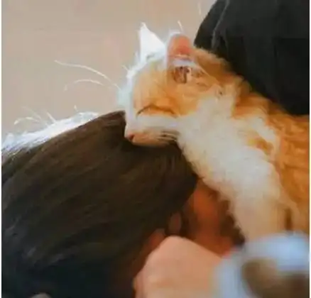 猫咪喜欢的5种人,你是其中一种吗