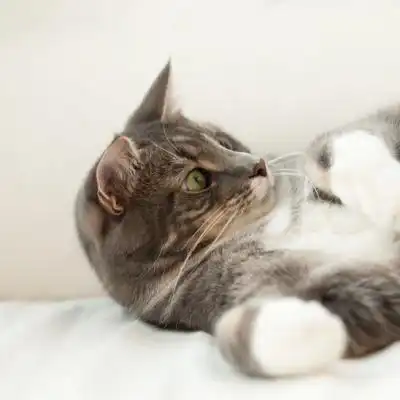 治愈系的猫咪女生头像日