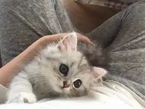 日本网友家的这只小奶猫,是要把人萌出血啊猫奴还不快来吸