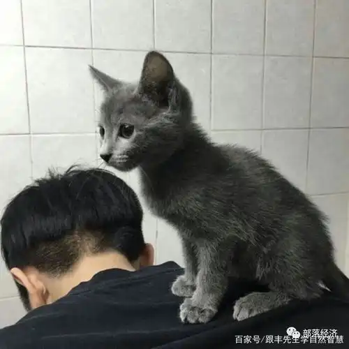 病娇头像男生猫系猫少年