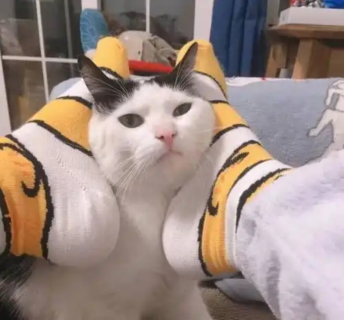 高清可爱猫猫情侣头像