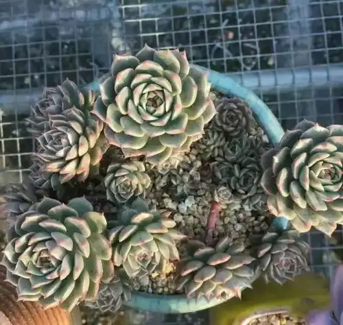 270种多肉植物集合,这5种你一定没见过