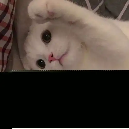 猫系头像双人韩系