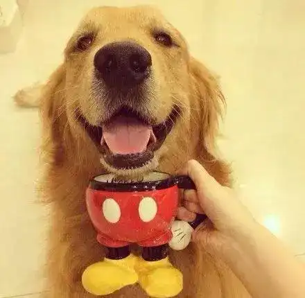 劝我养金毛的朋友,麻烦你过来一下,告诉我咱俩有什么仇