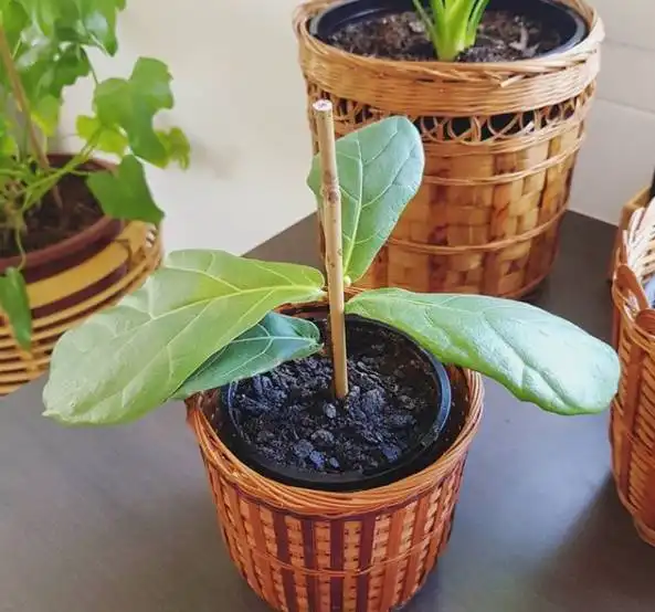 绿植界的网红,它们才是打造ins风的标配