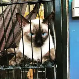 在泰国,那些稀奇古怪的的小众体验一猫咪咖啡