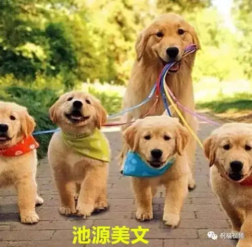 今日小年,我的妈呀谁编的,太好笑了,送给群里乐一乐