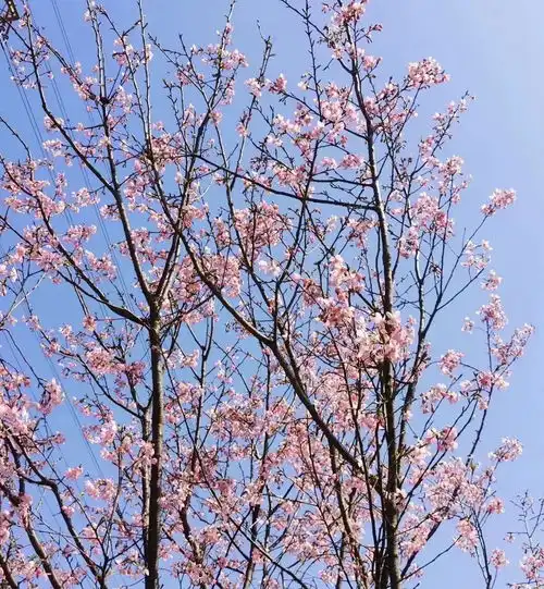 2021珠海赏樱花攻略观赏时间观赏地点推荐指数