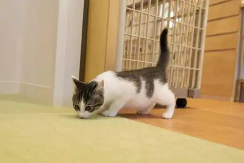 你的宠物会回报以爱吗