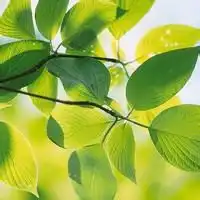 最新绿色系头像男生微信头像图片大全