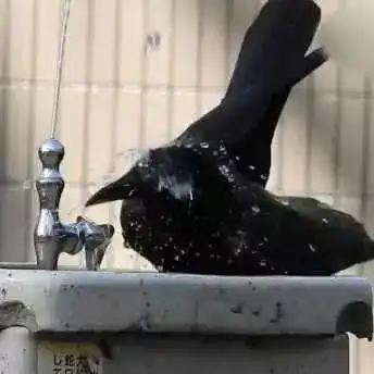 像樱木这样帅气地喝水,先把这个问卷做了吧