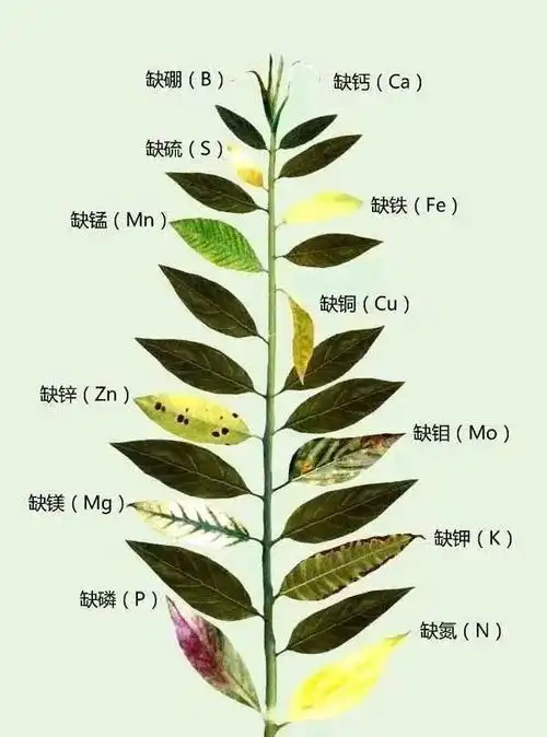 春天养花爱黄叶,剪一剪浇点它,3天就能绿油油