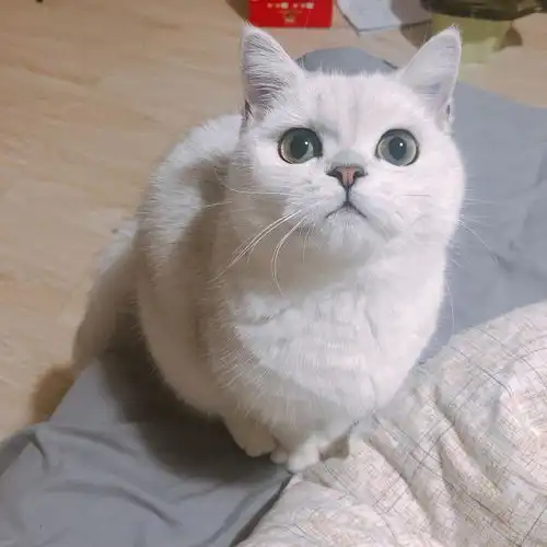 昌平地区银渐层宝宝找男朋友