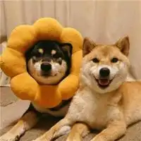 可爱的情侣头像萌系动物