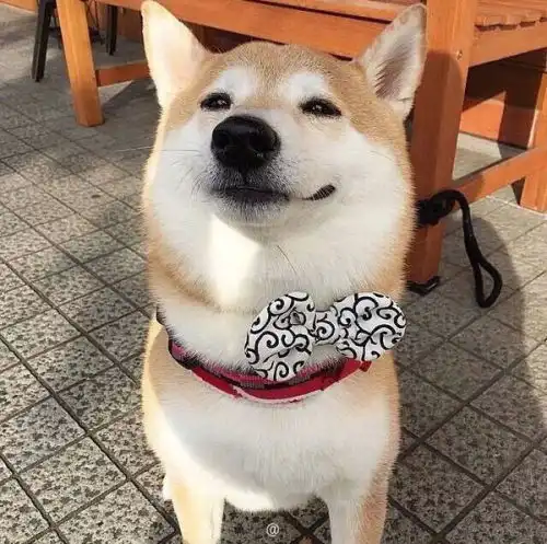 柴犬卡通头像可爱呆萌