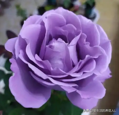 分享图片温馨浪漫的紫色月季花