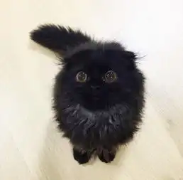 萌猫再度来袭黑色喵星人无辜大眼走红网络8318912教育图片库大视野