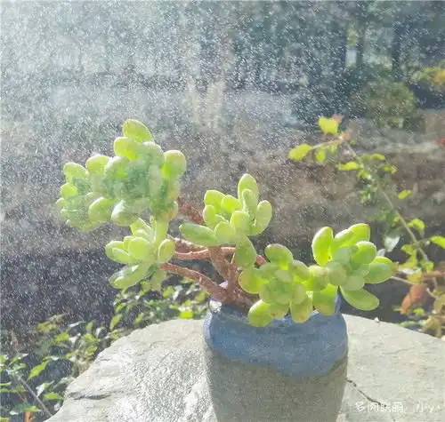 写于寒潮前的一点留念
