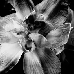 灰色的花儿图片素材图片id529732花草图片花的图片