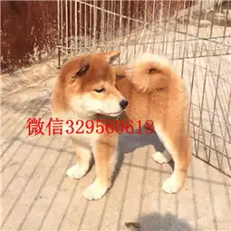 惠州哪里出售日系柴犬幼犬超萌日系柴犬正宗日本纯种柴犬日系纯种血统柴犬黑柴