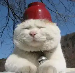 椒育局动物怎么睡觉,喵星人的睡姿居然