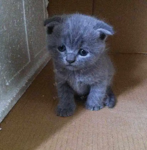 蓝猫生下四只小蓝猫,闺蜜见了,说什么也要抱走一只