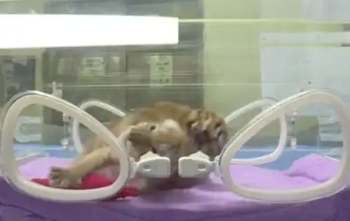 生了一口气四只小金虎