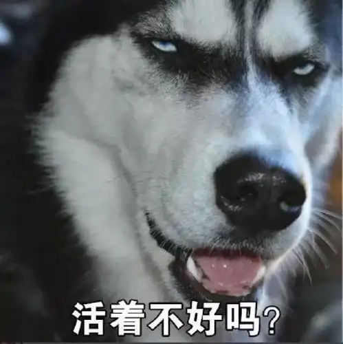 自从用了抖音,宠物们都不正常了